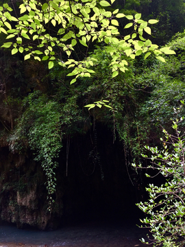 岩石植被