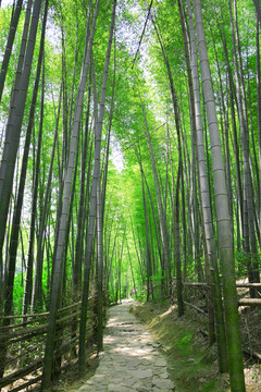 竹林小路