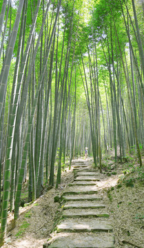 阳光竹林小道