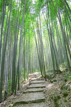 山中竹林小道