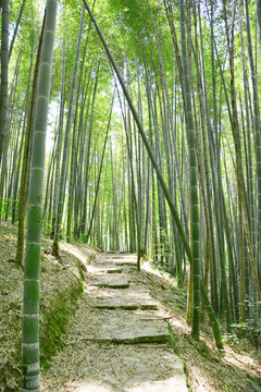 阳光竹林小道