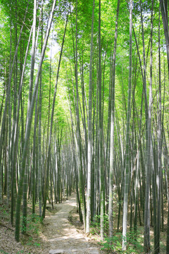 阳光竹林小道