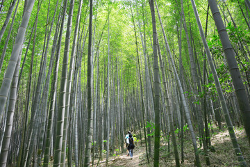 山中竹林