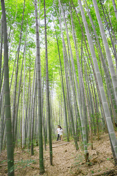 山中竹林