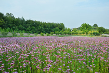 馬鞭草花田