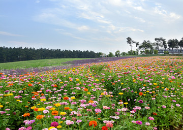 花海