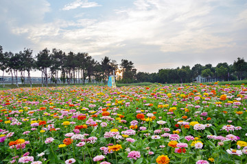 百日菊花海