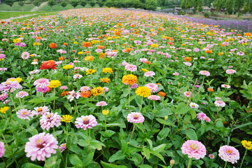 百日菊花海