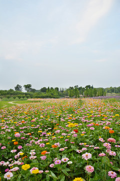 百日菊花海