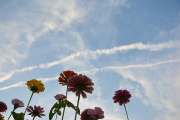 花朵与天空