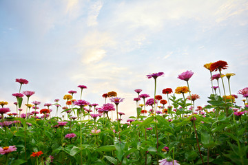 仰拍花丛