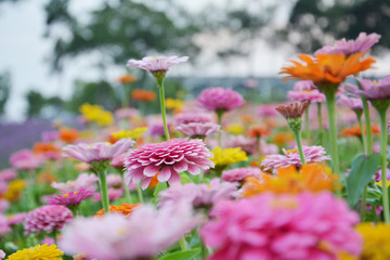 唯美花开