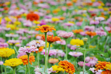 百日菊花开