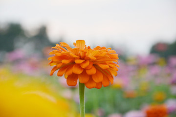橘色花朵