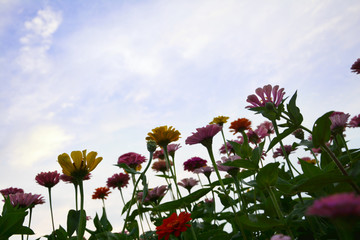 花朵与天空