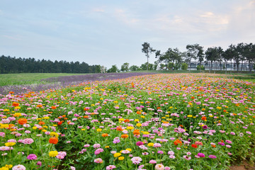 花田