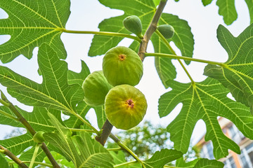 高清无花果