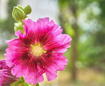 木槿花 高清特写