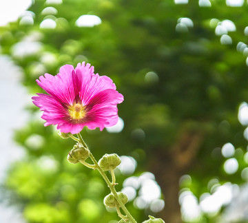 木槿花 高清特写