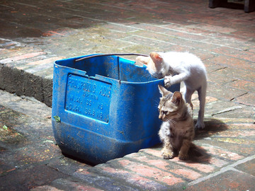 两只小猫