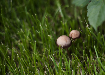 野生小蘑菇