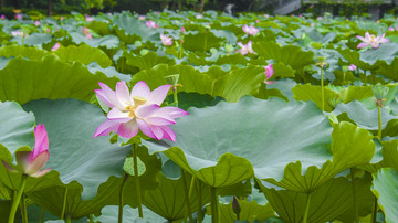 深圳洪湖公园荷花