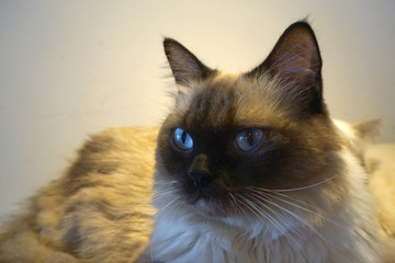 蓝眼睛 布偶猫 猫咪