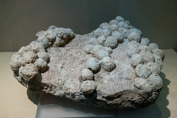 乌龟蛋 化石
