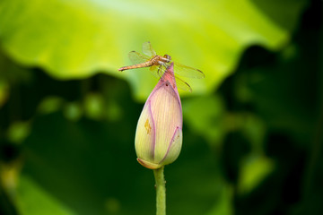 荷花蜻蜓