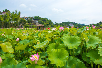 荷塘风景 新农村