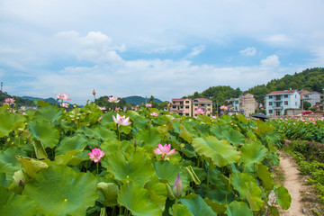 荷塘风景 新农村