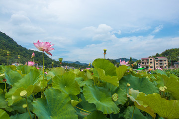 荷塘风景 新农村