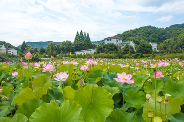 荷塘风景 新农村