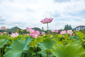 荷塘风景 新农村