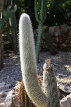 仙人掌科植物热带植物