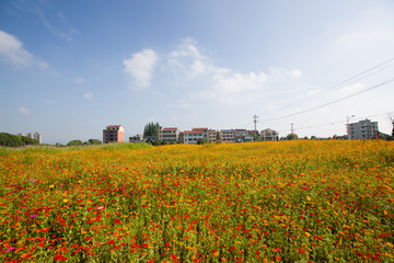 花海