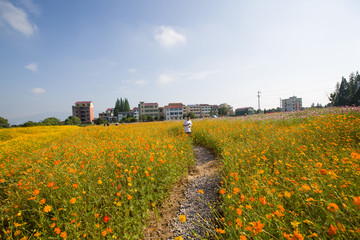 波斯菊