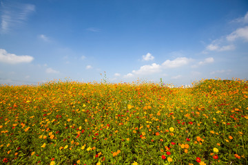 一遍花海