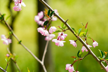 紫荆花