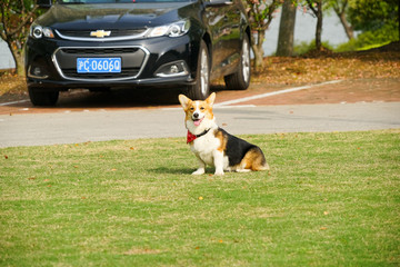 柯基犬