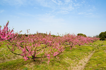 桃花 桃林