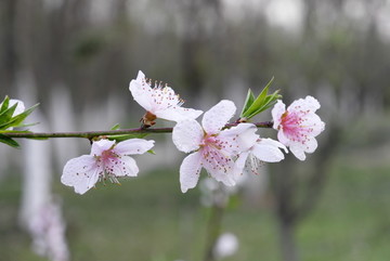 桃花