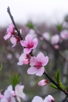 桃花