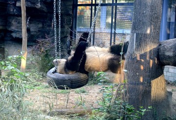玩秋千的大熊猫
