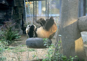 玩吊篮的大熊猫
