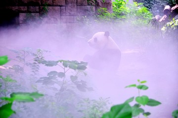 雾气中的大熊猫