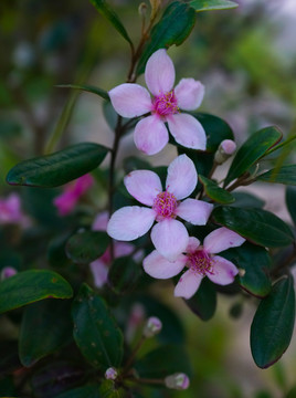 捻子花