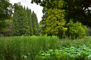 绿树林