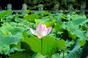 荷花摇曳