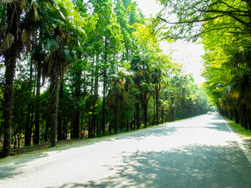 道路一侧绿荫摄影